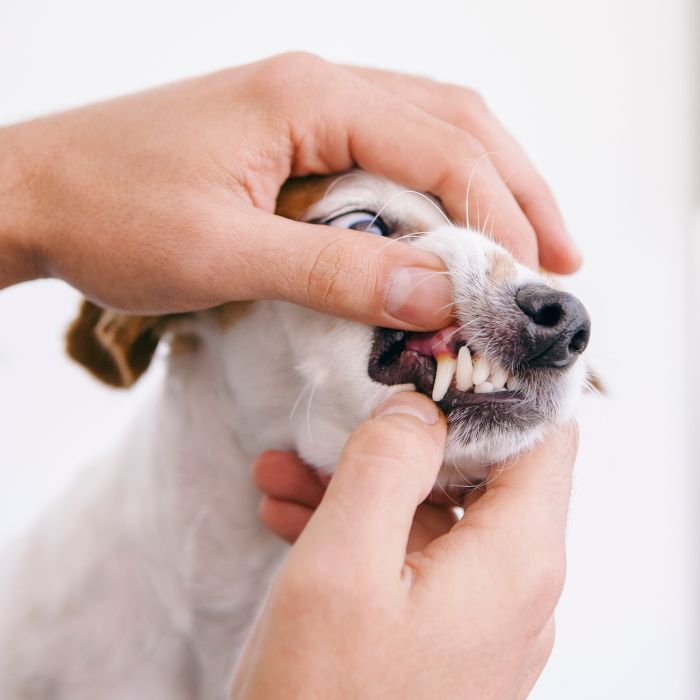 Vet checking dog teeth