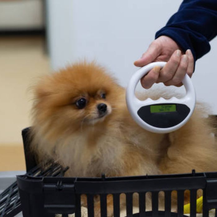 Dog Looking at the Microchip Machine