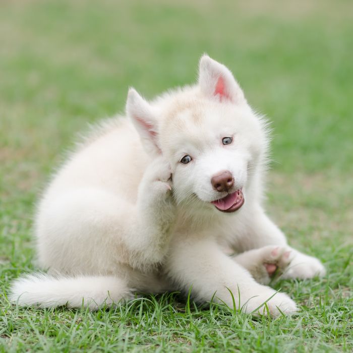 a white puppy with its paw on its face
