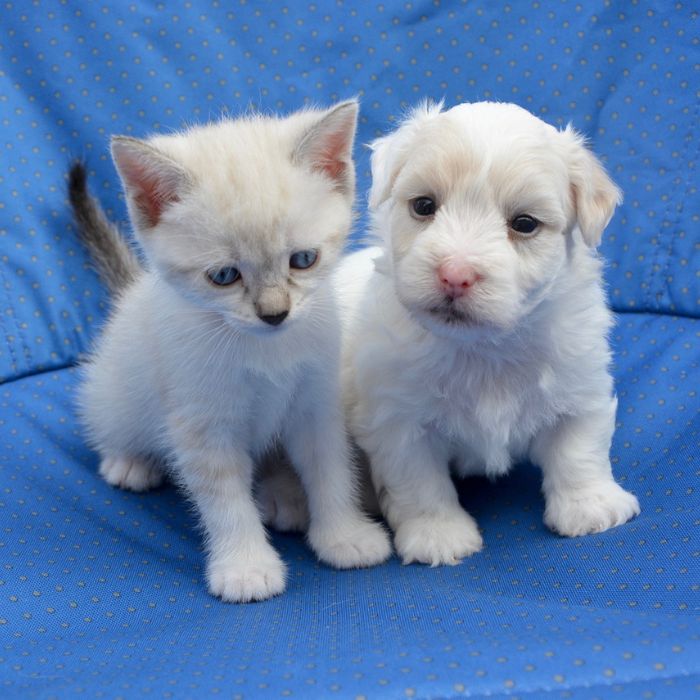 Puppy and kitten sitting on a blue chair
