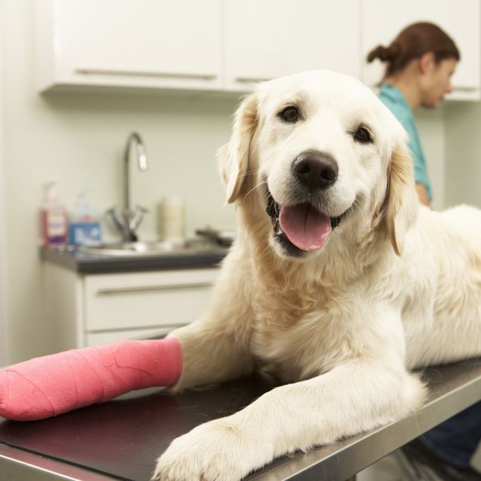 a dog with a cast on its paw