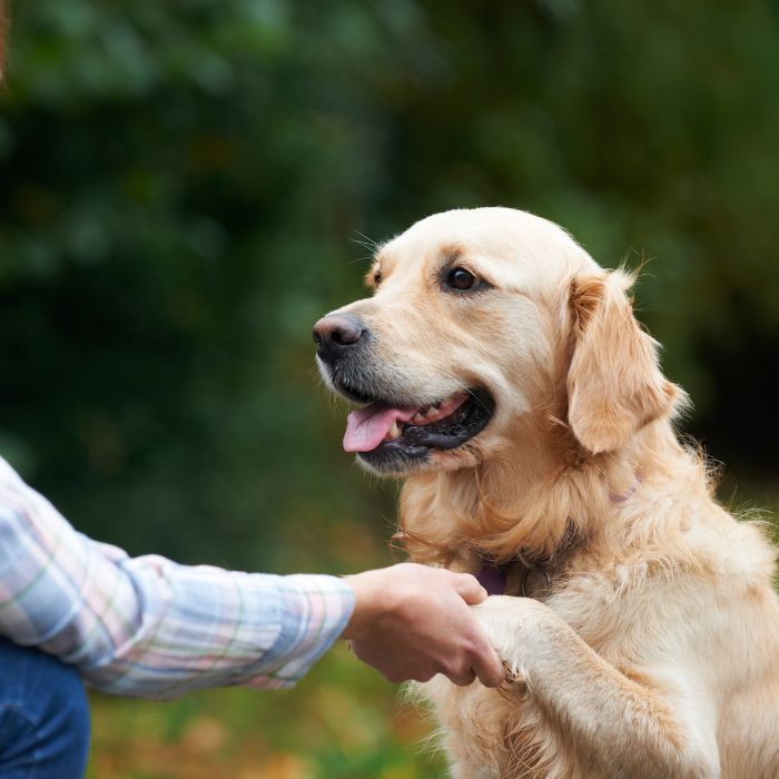 Dog shaking hand with a person