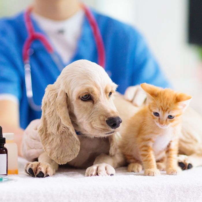 Dog and cat together with vet