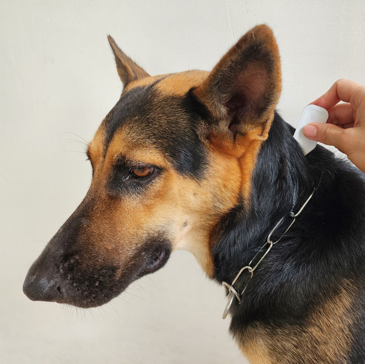 Pet Parasite Prevention Pet Parasite Prevention