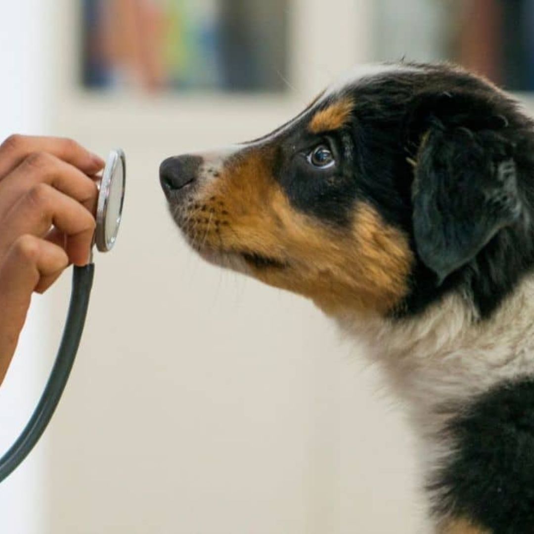 Pet Wellness pet wellness