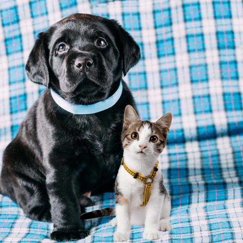 cute puppy and kitten